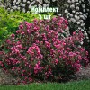 Комплект 5шт / Вейгела садовая Виктория